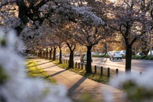Canterbury Commercial Landscaping